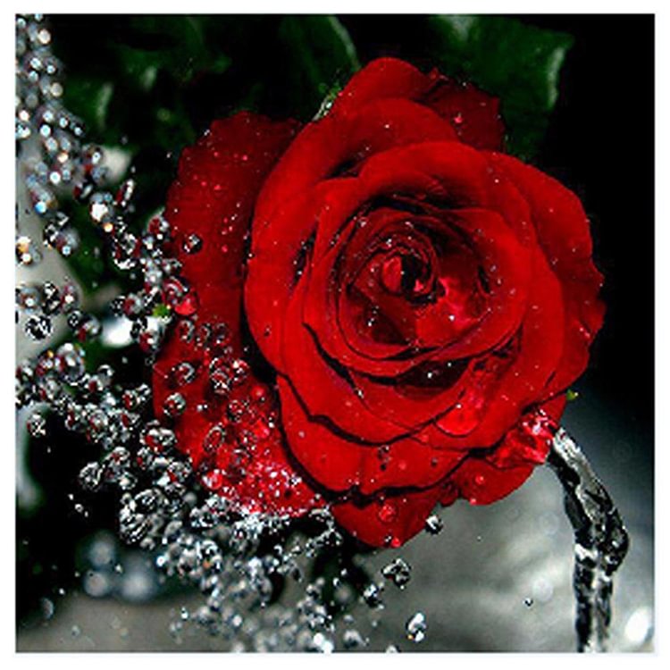 Rose Red Round Drill Diamond Painting 30X30CM(Canvas)-gbfke