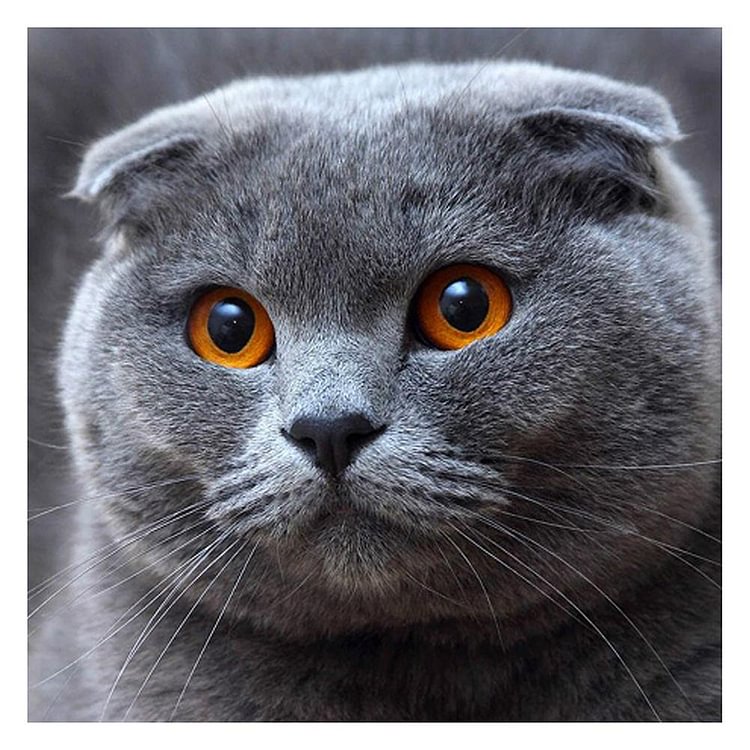 Big Grey Cat Round Full Drill Diamond Painting 30X30CM(Canvas)-gbfke