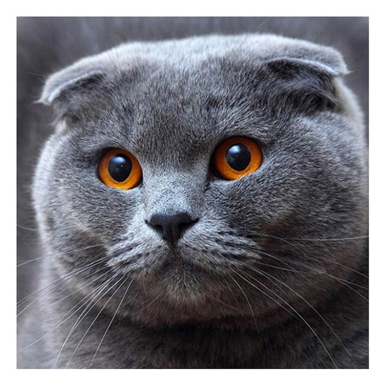 Grey Cat Square Full Drill Diamond Painting 25X25CM(Canvas)-gbfke