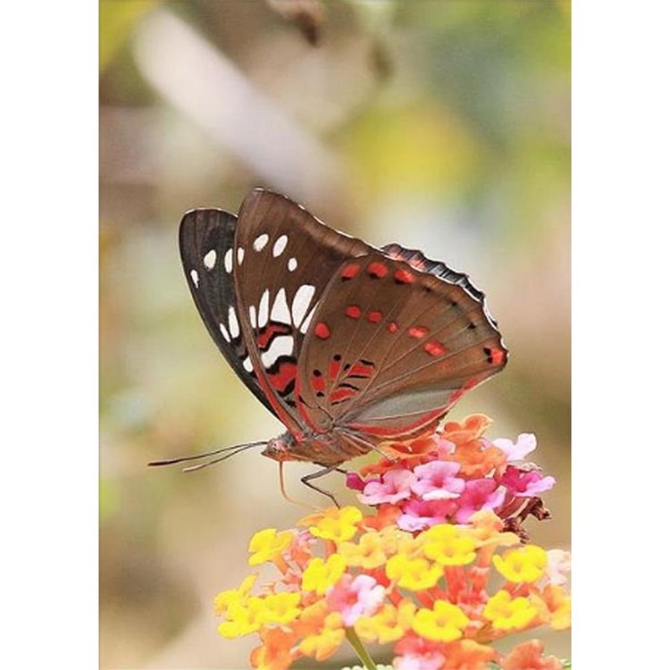 Butterfly Round Part Drill Diamond Painting 40X30CM(Canvas)-gbfke