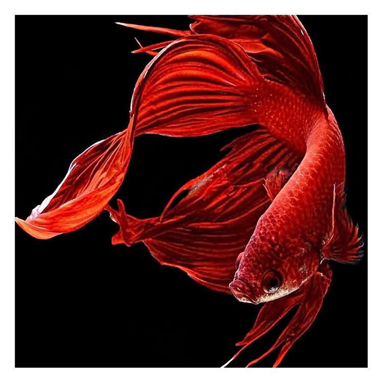 Goldfish Red - Full Round Drill Diamond Painting - 30x30cm(Canvas)