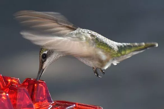 Hummingbird feeder in use