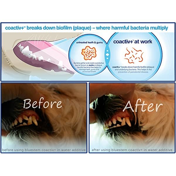 Dog Dental Chews: Rawhide Free Treat Teeth Cleaning Sticks for ALL Breed of Small, Medium, Large Dogs. Mini Brushing Chew Stick Treats Plaque Tartar & Bad Breath. Healthy Pet Food Supplies MADE IN USA