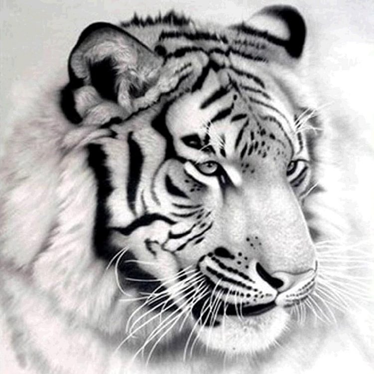 Tiger - Partial Round Drill Diamond Painting - 30x30cm(Canvas)
