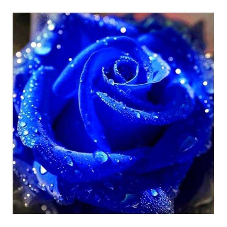 Rose Bleue - Diamant rond complet - 30x30cm