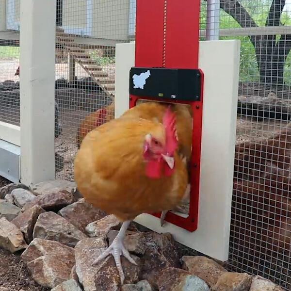 Poultry Farm Automatic Chicken House Door - Sean - Codlins