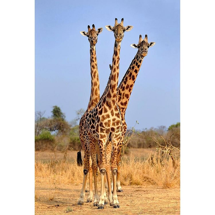 Vie de girafe - diamant rond complet - 30x40cm