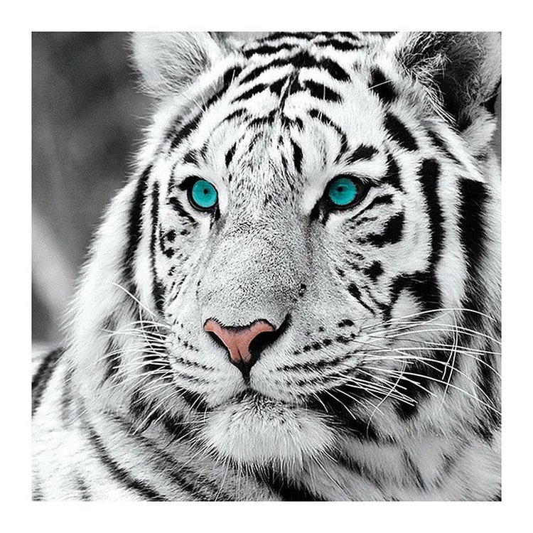 Tiger Head - Full Round Drill Diamond Painting - 30x30cm(Canvas)