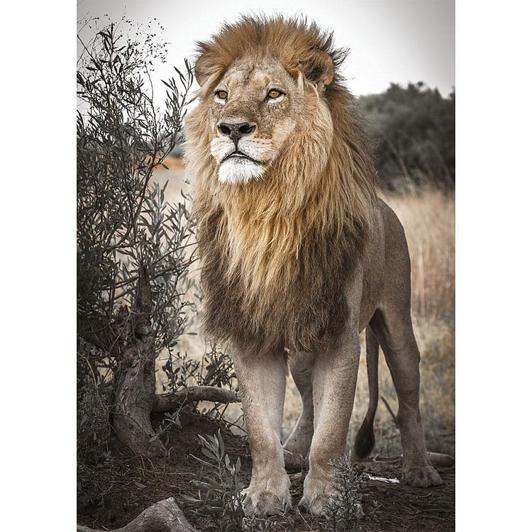 Lion Desert - Full Round Drill Diamond Painting - 40x30cm(Canvas)