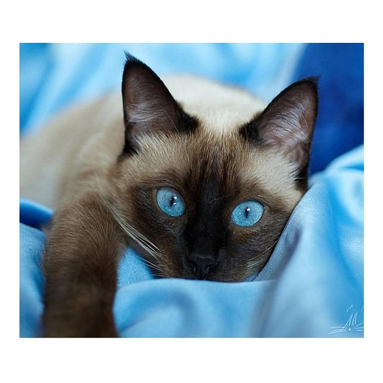 Blue Eye Cat - Diamant rond complet - 40x30cm