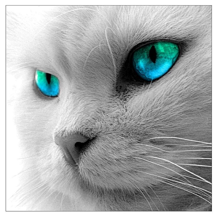 5 D Blue-eyes Cat diamant peinture broderie bricolage Cross Stitch Home Decor