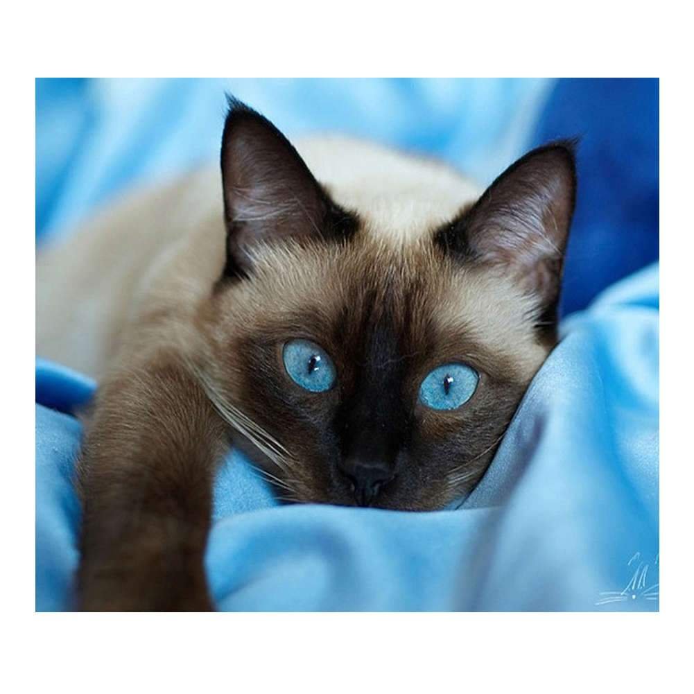 Full Round Diamond Painting Blue Eye Cat (40*30cm)