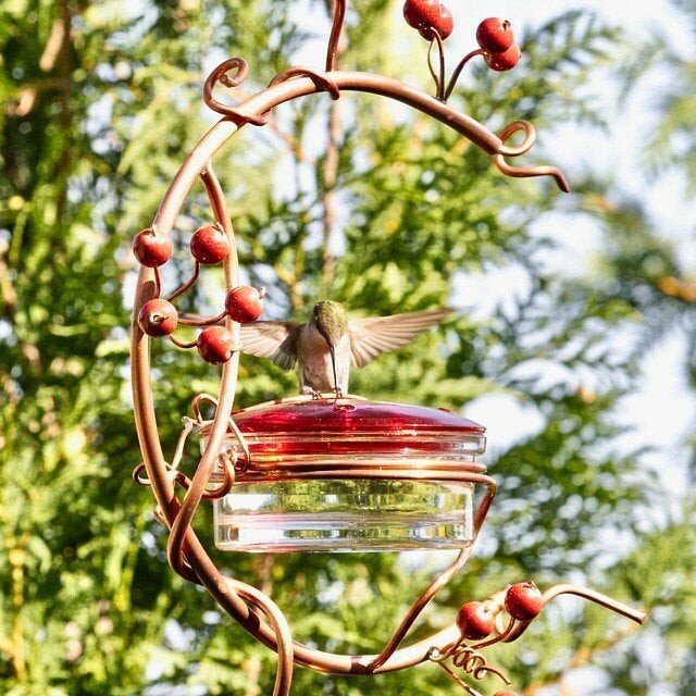 Early Spring Red Berries Hummingbird Feeder - Sean - Codlins
