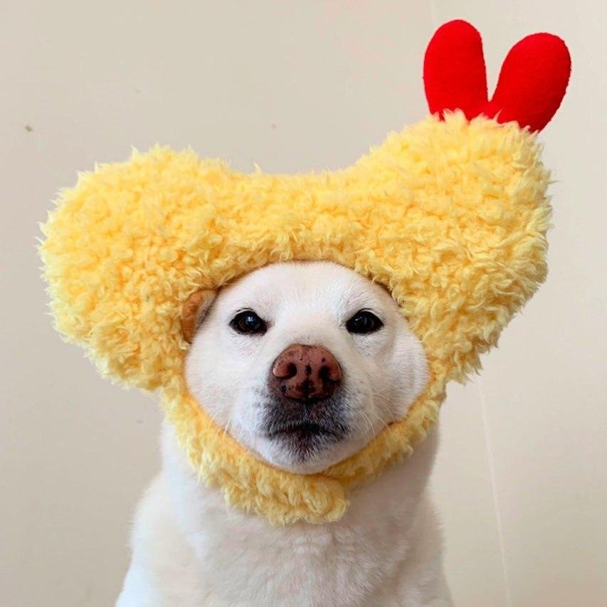 Tempura Pet Hat For Cats Dogs - Arlopo