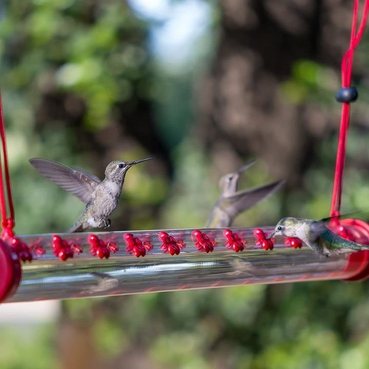 Hummingbird Hanging Long Tube Feeder - Sean - Codlins