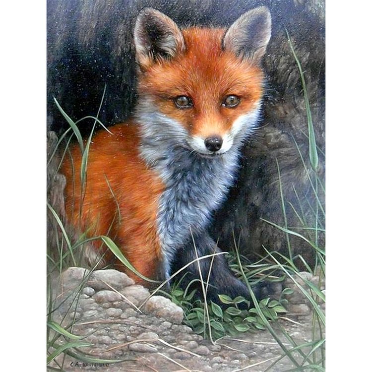 (Counted/Stamped)Red Fox - 3 strands Cross Stitch 36*46cm