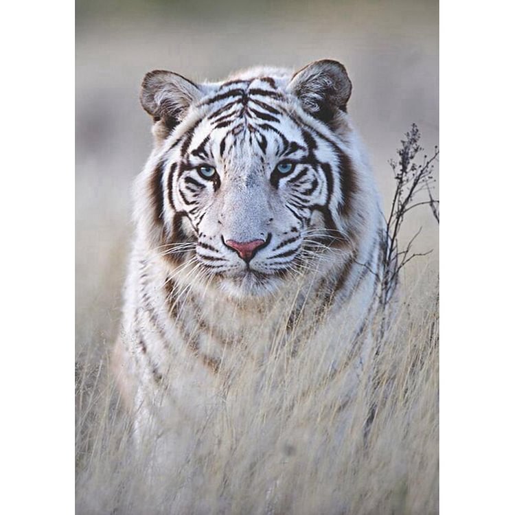 Peinture de diamant - ronde complète - tigre